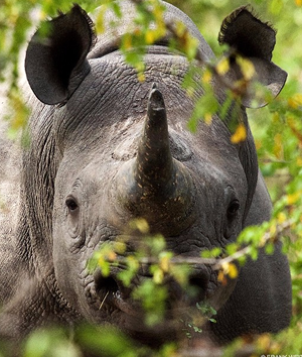 Image 1 - Rhinos Return To Rwanda
