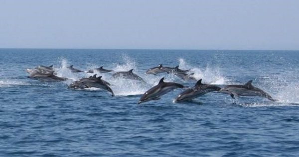 Discover Dolphins at Grand Hotel Principe di Piemonte