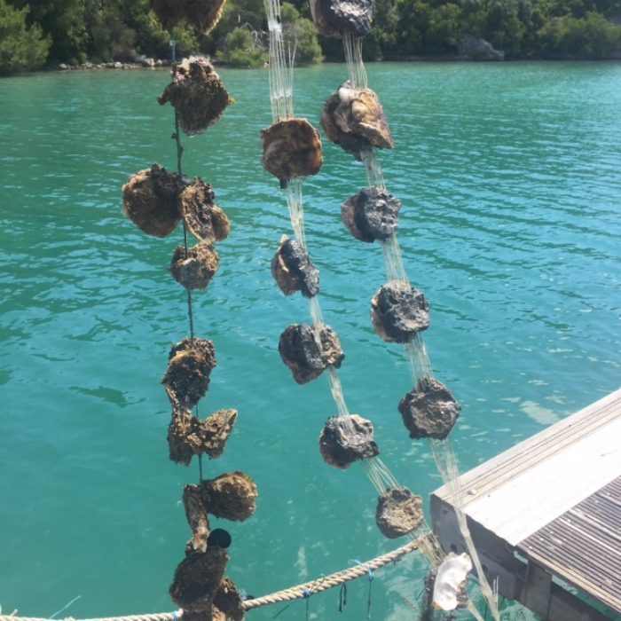 Ston oyster farming